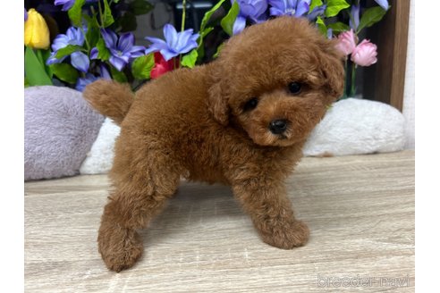 成約済の大阪府のトイプードル-312198の6枚目